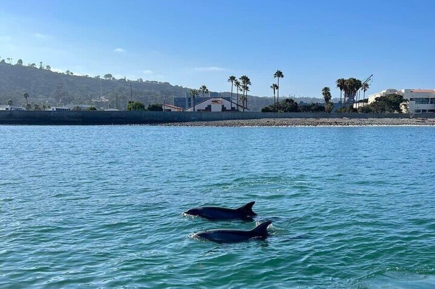 Private Luxury 45' Bay Cruiser Tour in San Diego: Suitable for Any Events 