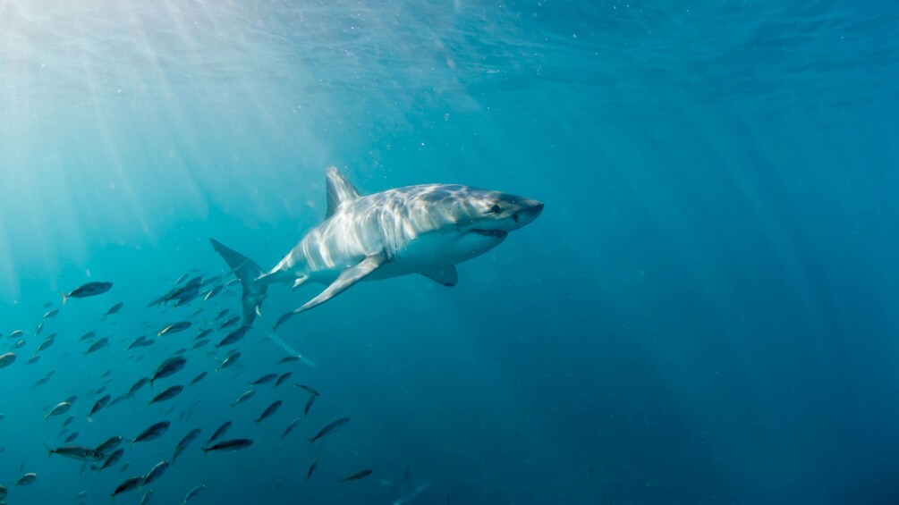 Shark in Cape Town