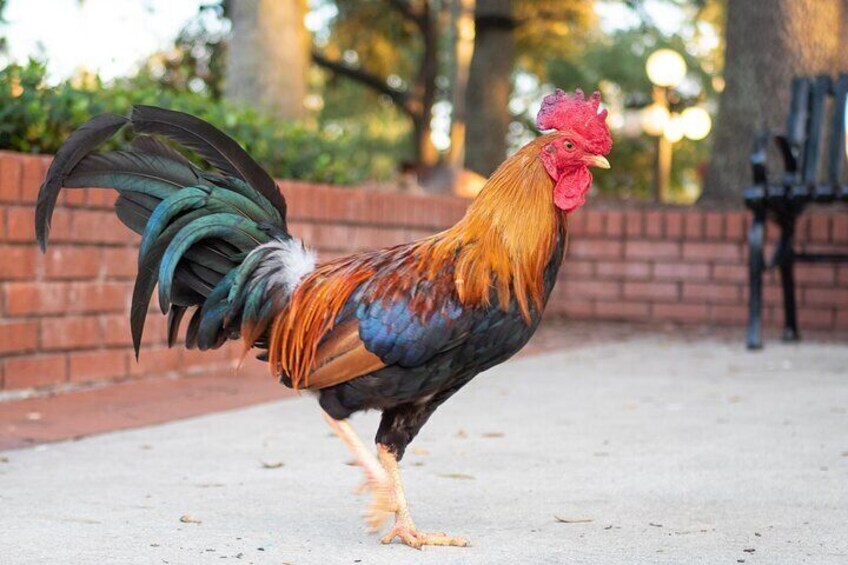 Ybor Chickens
