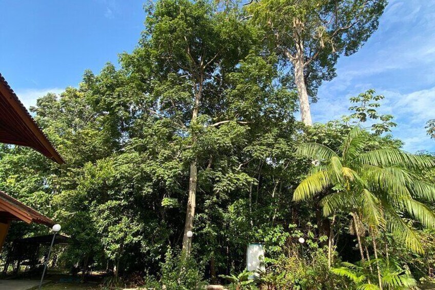 Private tour of Musa (Botanical Garden, Amazon Museum)