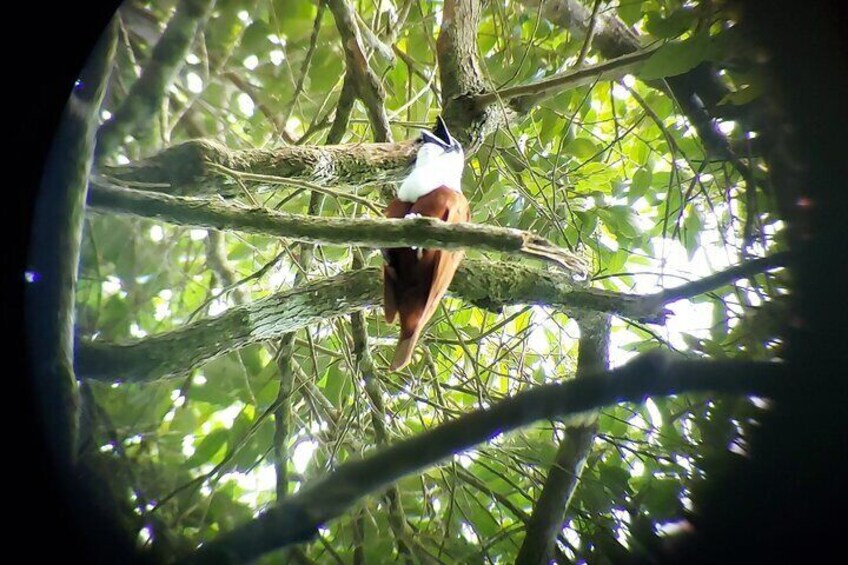 Tree wattled bellbird
