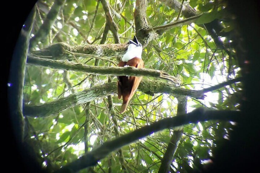 Tree wattled bellbird