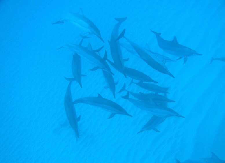 Picture 1 for Activity Black River Swim with Dolphins Speedboat Tour
