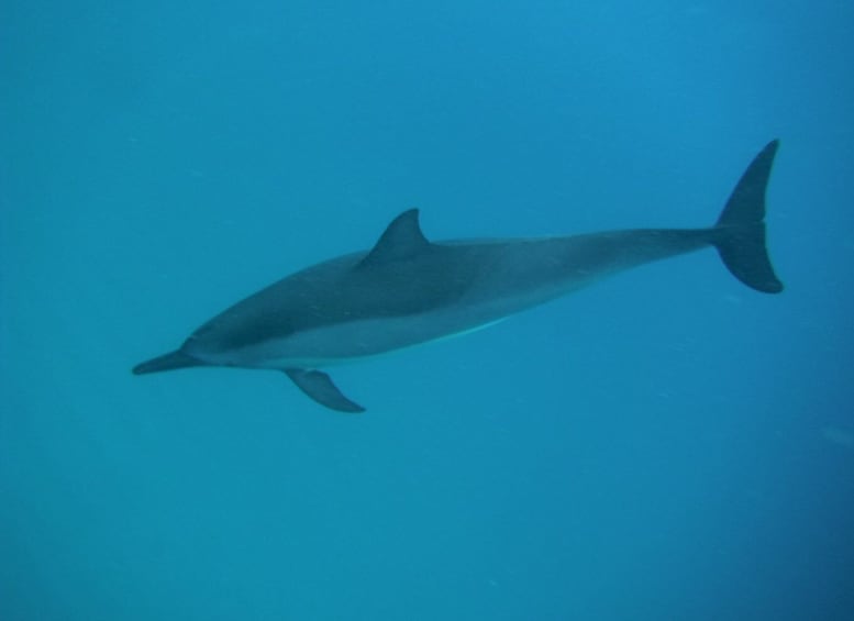 Picture 2 for Activity Black River Swim with Dolphins Speedboat Tour