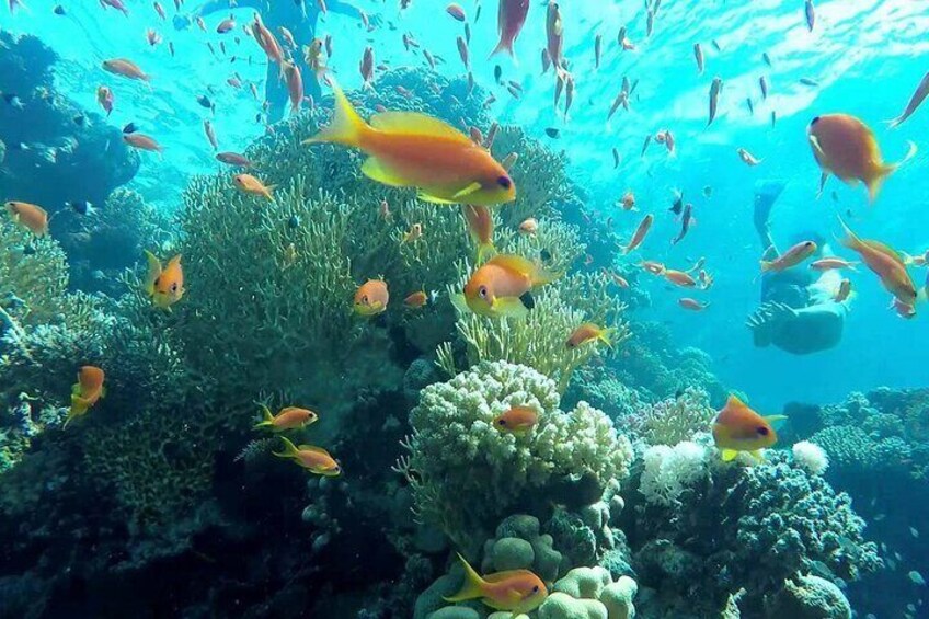 Snorkeling Day Trip To Ras Mohamed And White Island By Boat-sharm