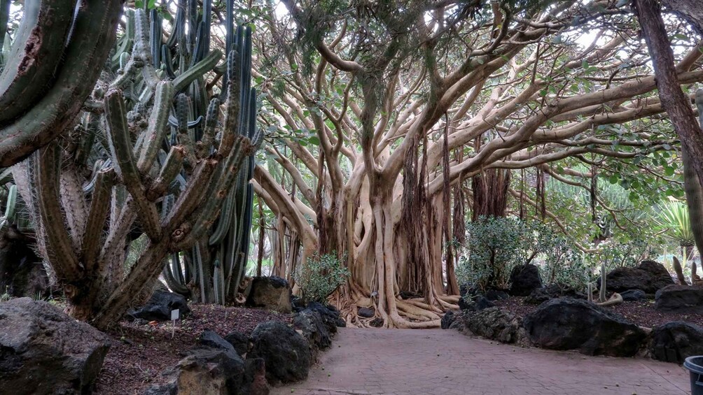 Picture 10 for Activity Las Palmas, Botanical Gardens and Bandama Volcano Tour