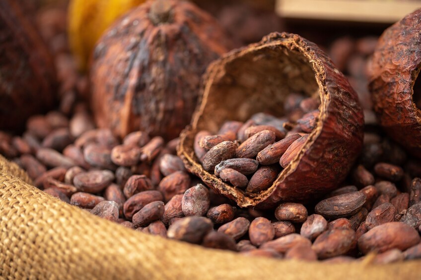 Uxmal + Chocolate Museum Choco - Story