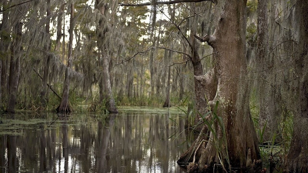 Guided Louisiana Swamp Tour