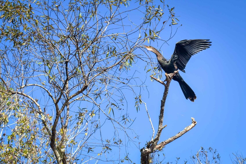 Picture 4 for Activity Everglades City: Guided Kayaking Tour of the Wetlands