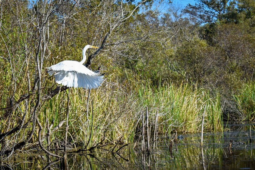 Picture 6 for Activity Everglades City: Guided Kayaking Tour of the Wetlands