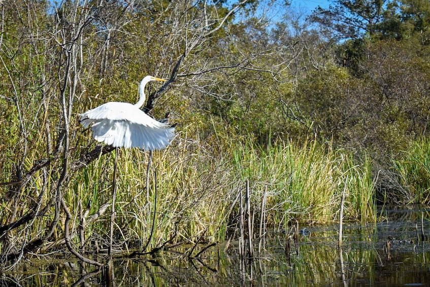 Picture 6 for Activity Everglades City: Guided Kayaking Tour of the Wetlands