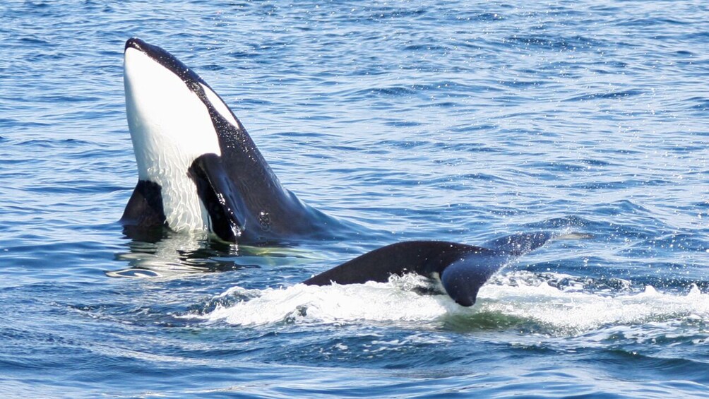 Whale & Wildlife Watching Tour, Seattle Pier 69