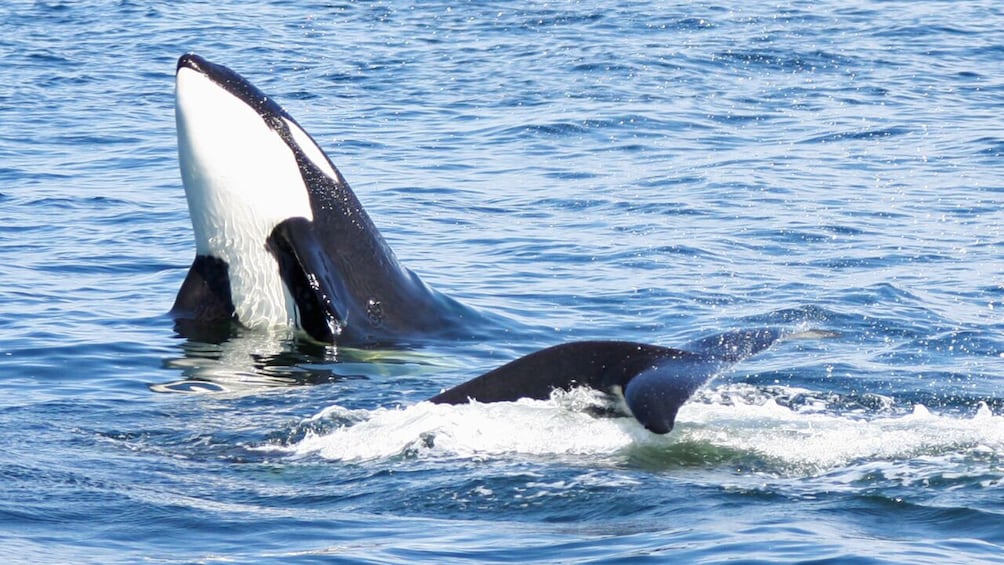 Whale & Wildlife Watching Tour, Seattle Pier 69