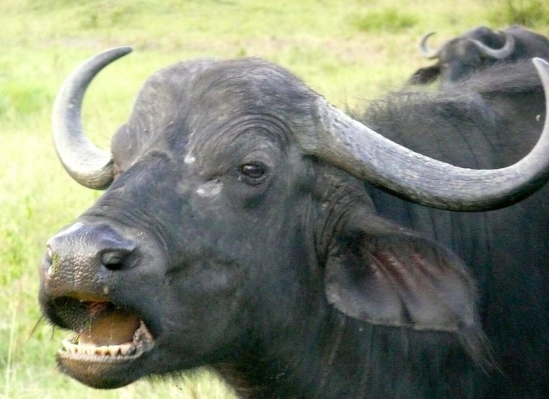 Picture 29 for Activity Nairobi: 4-Day Maasai Mara and Lake Nakuru Camping Safari