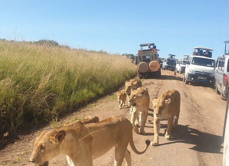 Picture 3 for Activity Nairobi: 4-Day Maasai Mara and Lake Nakuru Camping Safari