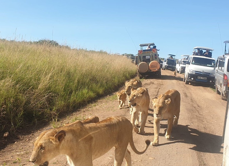 Picture 3 for Activity Nairobi: 4-Day Maasai Mara and Lake Nakuru Camping Safari