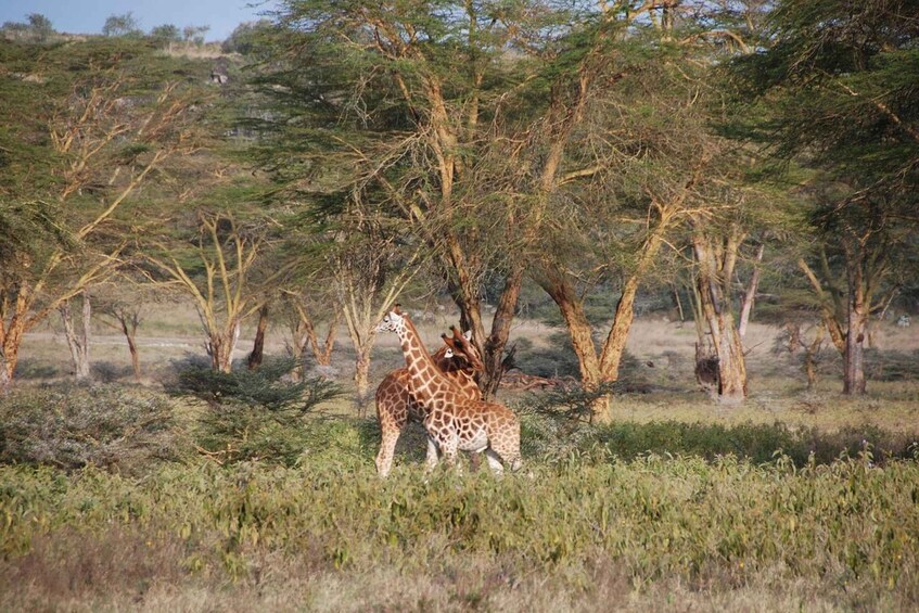 Picture 17 for Activity Nairobi: 4-Day Maasai Mara and Lake Nakuru Camping Safari