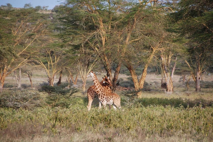 Picture 17 for Activity Nairobi: 4-Day Maasai Mara and Lake Nakuru Camping Safari