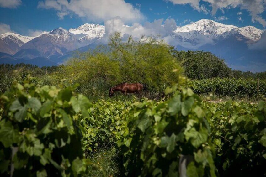 Uco Deluxe: Best wineries and real “asado argentino”
