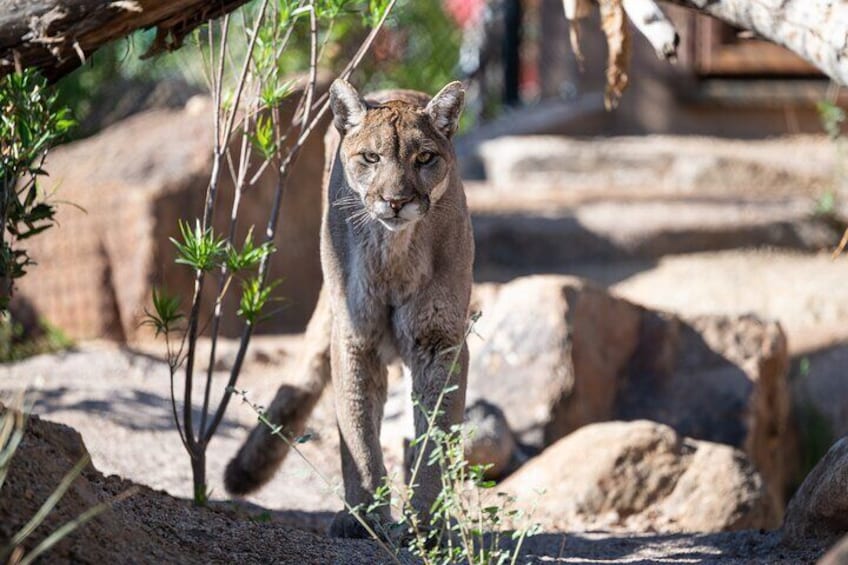 Phoenix Zoo Admission Ticket