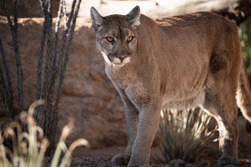 Phoenix Zoo Admission Ticket