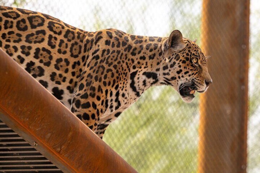 Phoenix Zoo Admission Ticket