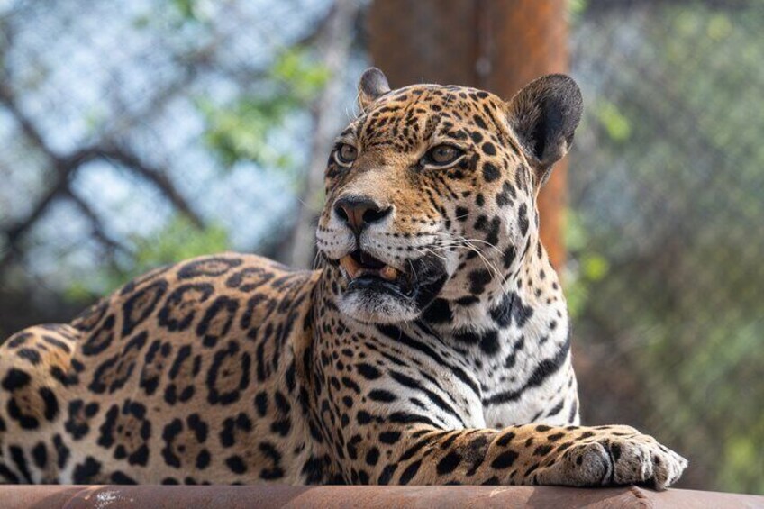 Phoenix Zoo Admission Ticket