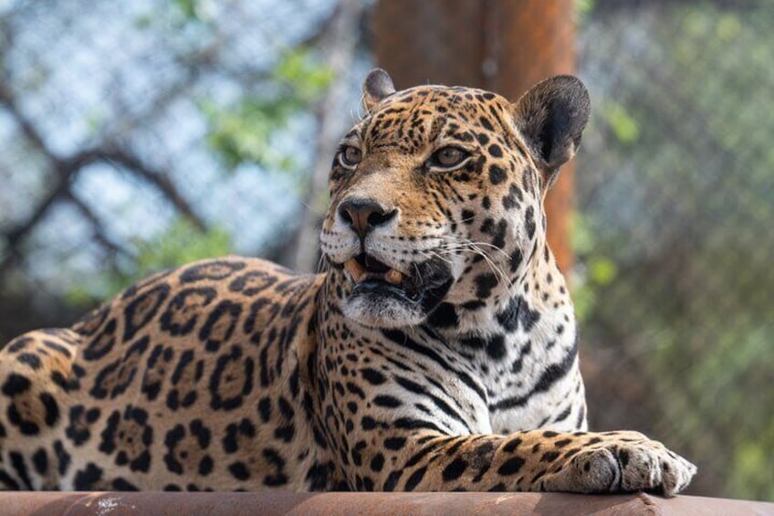 Phoenix Zoo Admission Ticket