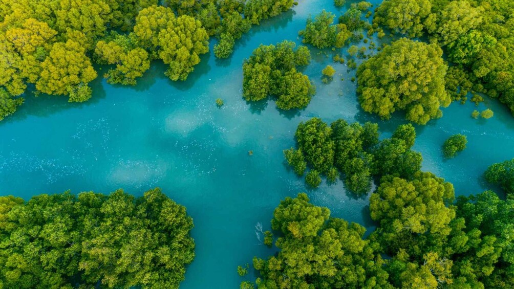 Manuel Antonio: Damas Island Mangrove Boat (Lunch included)