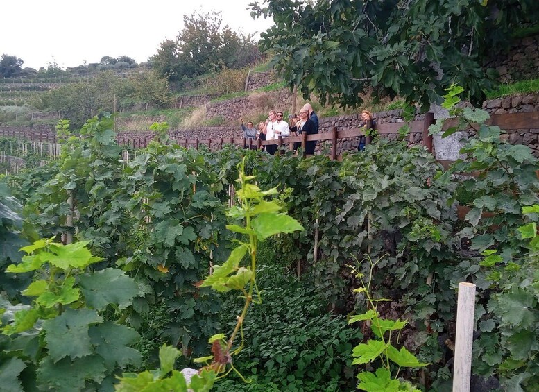Picture 6 for Activity Mt. Etna Private Tour with Food and Wine Tasting