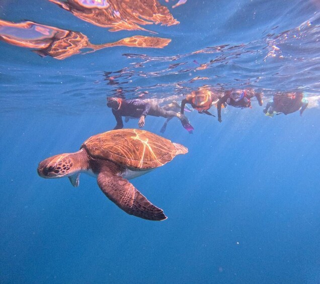 Picture 1 for Activity Tenerife: Snorkeling Trip in a Turtle Habitat