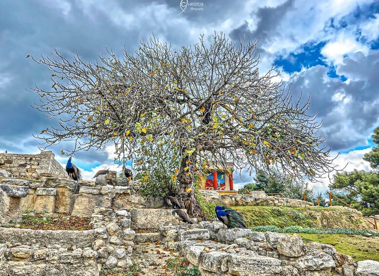 Picture 11 for Activity Knossos Palace Skip-the-Line Ticket & Private Guided Tour