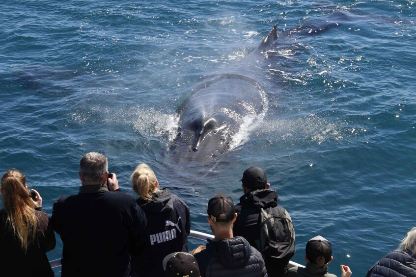 Picture 7 for Activity Augusta: Whale Watching Tour