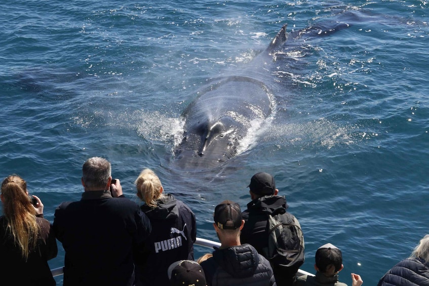 Picture 7 for Activity Augusta: Whale Watching Tour