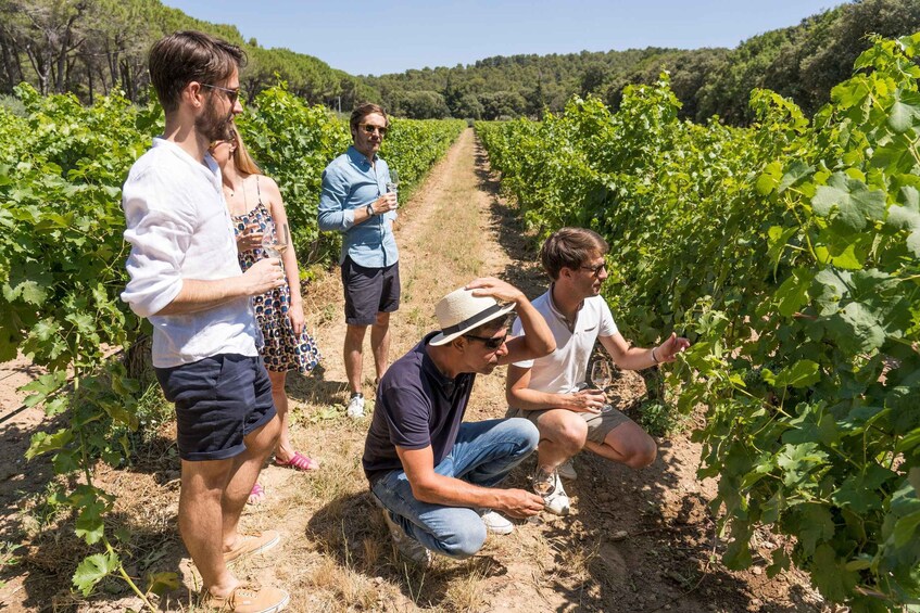 Picture 7 for Activity From Marseille: Avignon & wine tasting Shore Excursion