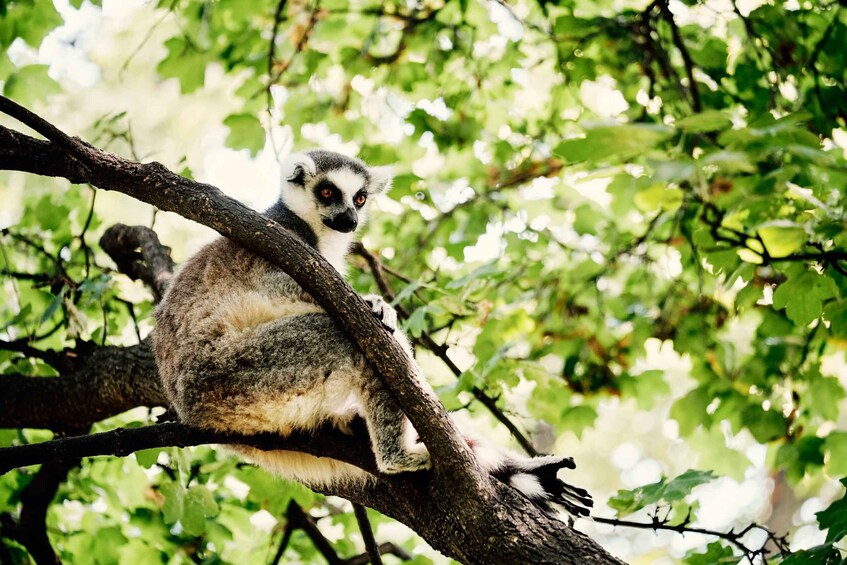 Picture 3 for Activity Wroclaw: Zoo with Private Transport and Tickets