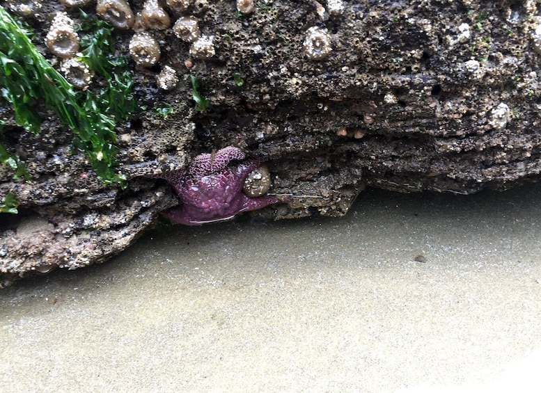 Picture 35 for Activity From Portland: Oregon Coast Day Trip Cannon Beach Area