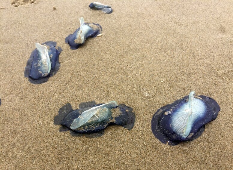 Picture 31 for Activity From Portland: Oregon Coast Day Trip Cannon Beach Area