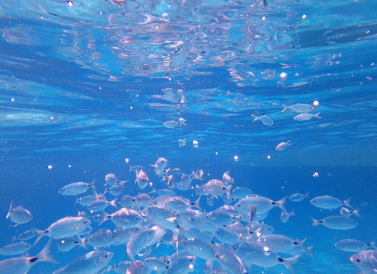 Picture 8 for Activity Olbia: Dolphin Watching & Snorkeling Boat Tour near Figarolo