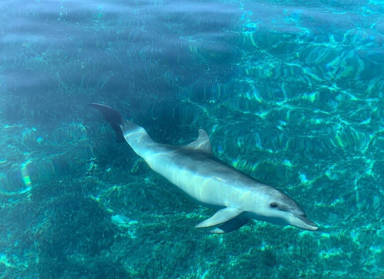 Picture 10 for Activity Olbia: Dolphin Watching & Snorkeling Boat Tour near Figarolo
