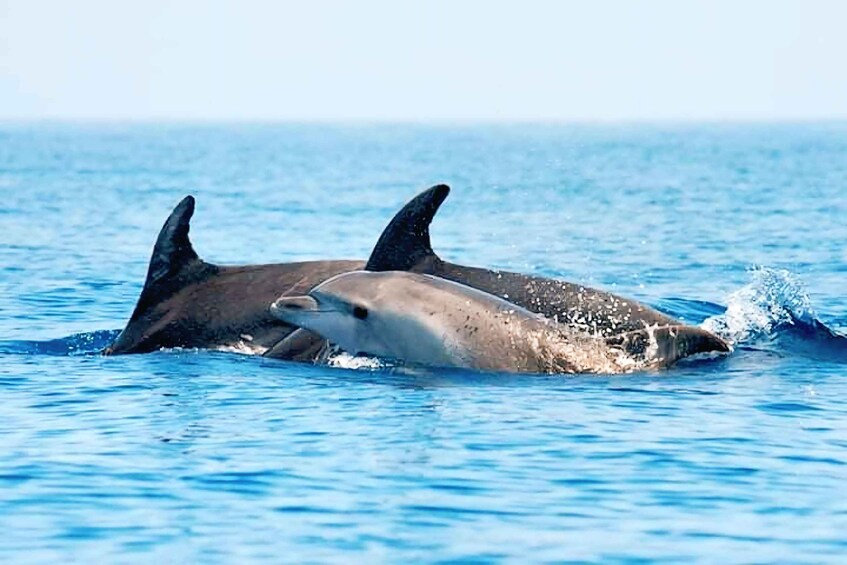 Picture 4 for Activity Olbia: Dolphin Watching & Snorkeling Boat Tour near Figarolo
