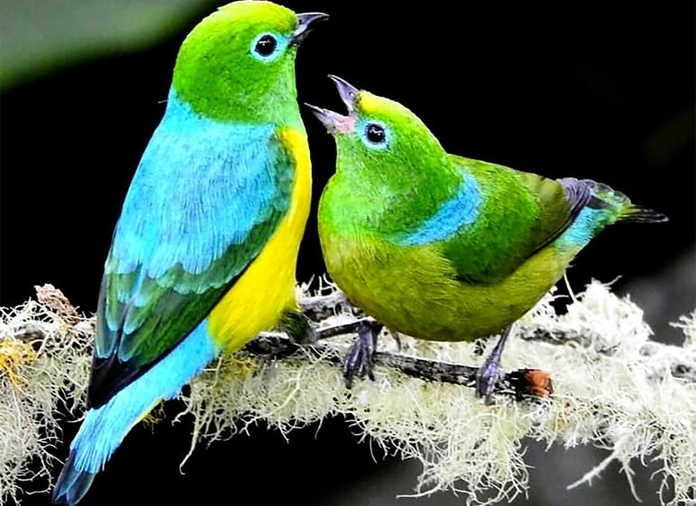 Picture 8 for Activity Cali: Bird Watching