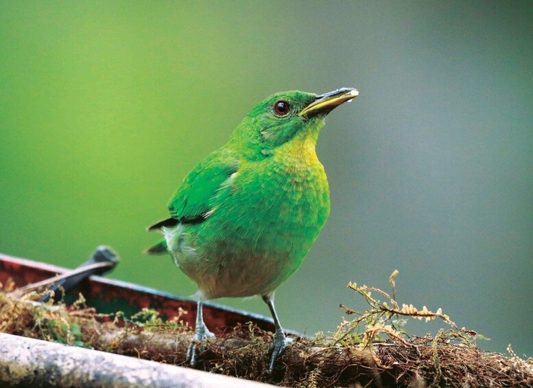 Picture 4 for Activity Cali: Bird Watching