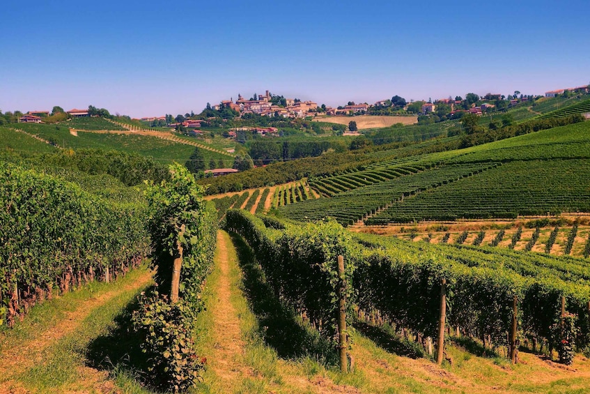 Picture 2 for Activity Turin: Langhe Wine Tour with Private Transfers and Lunch