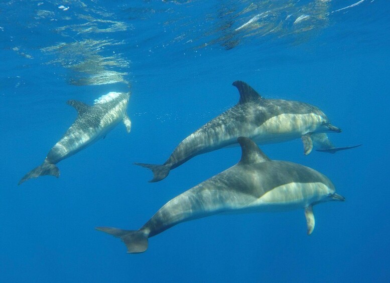 Picture 5 for Activity Arrábida - Sesimbra: Dolphin Watching