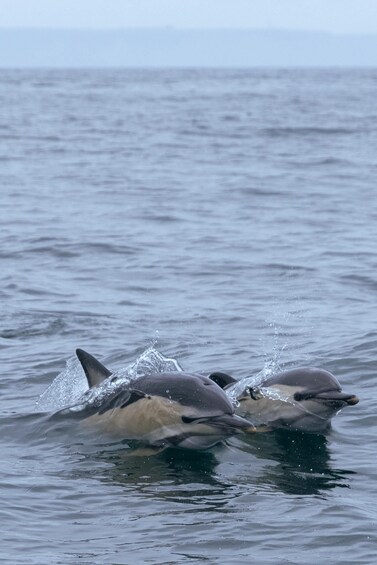 Picture 7 for Activity Arrábida - Sesimbra: Dolphin Watching