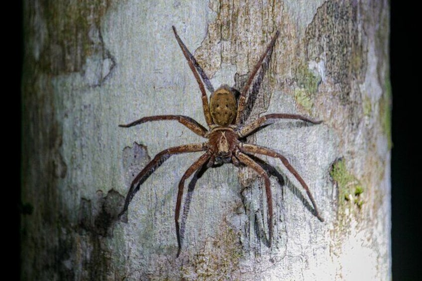 Daintree Rainforest Night Walk in Cape Tribulation