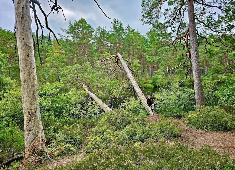 Picture 19 for Activity From Riga: Four Natural Ecosystems In One Hike