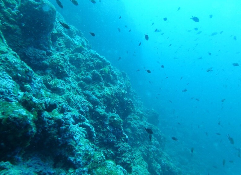 Picture 5 for Activity Pula: 2.5-Hour Snorkelling Experience
