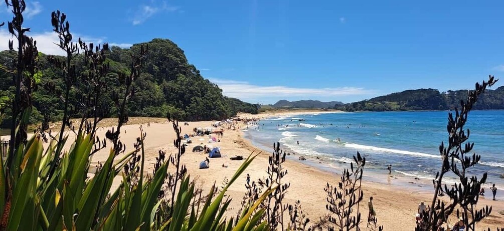 Picture 11 for Activity Auckland: Cathedral Cove, Hot Water Beach & Coromandel Tour